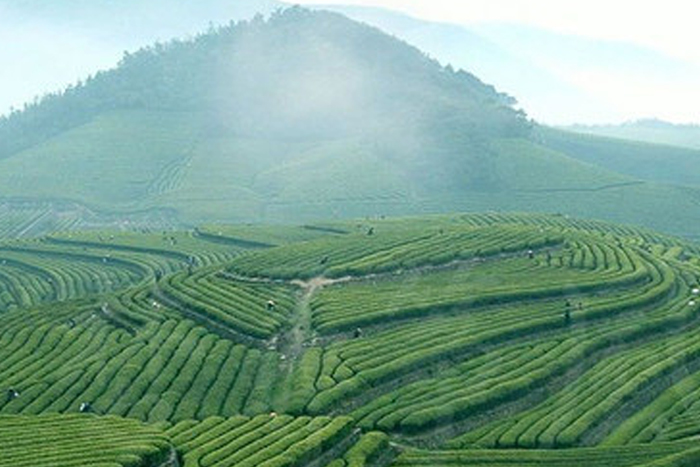 萬(wàn)畝茶園